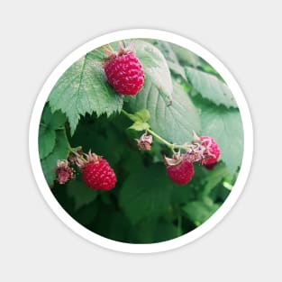 Raspberries photograph Magnet